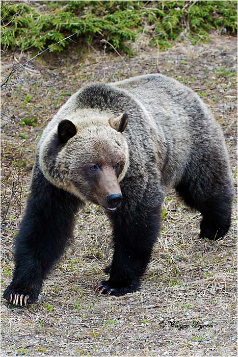 Mountain Grizzly Bear111B by Dr. Wayne Lynch &copy; 